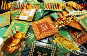 Цикада ''Съела'' Золото за Час.