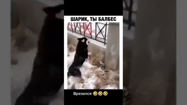 видео шарик ты кого привел. видео шарик ты кого привел. ты кого привел. видео шарик ты кого привел. сбежал лось объявление.