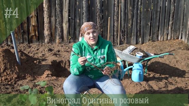 Северные сорта винограда