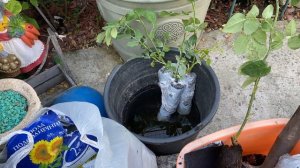 Розы из питомника МамаРозы🌹✨🌹✨🌹 посадка в кашпо!