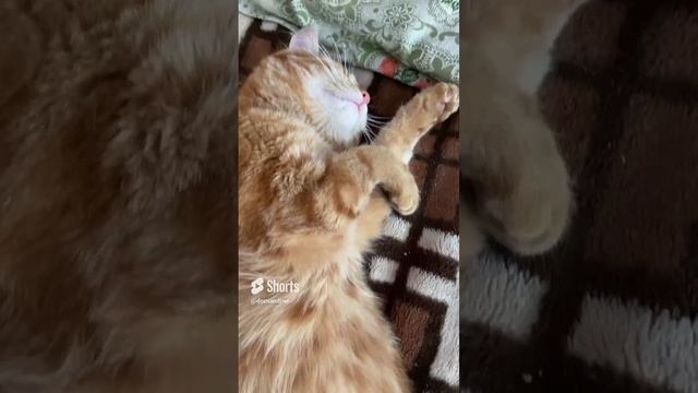 Tccccccc #shorts смотреть онлайн