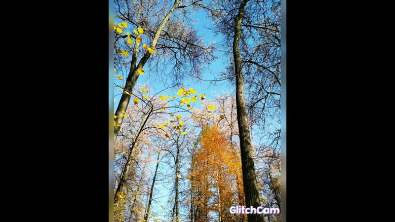 волшебный осенний лес