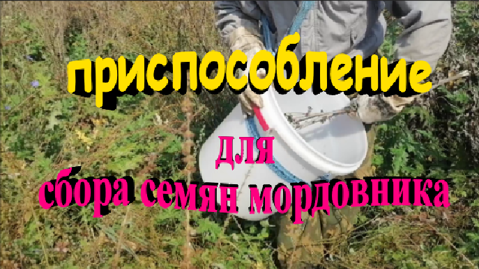 Поход за мордовником. Приспособление для сбора семян мордовника. смотреть онлайн