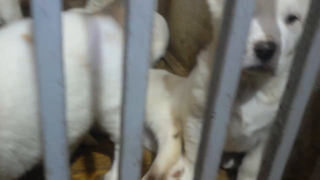 Бугай Алабай. Вечер пятницы. Беляши карандаши. смотреть онлайн