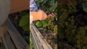 Снимаем урожай винограда Красотка.