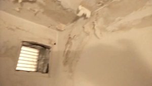 Как устранить плесень на потолке в ванной и санузле