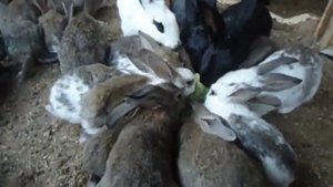 Кормление кроликов сочными кормами.