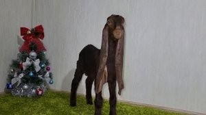 Камори козы