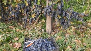 Виноград сорта Петренко 52