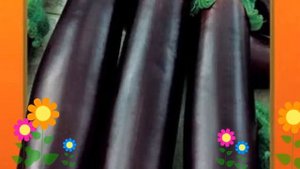 Баклажан (Король Рынка F1). Краткий обзор: Баклажан описание характеристик, где купить семена