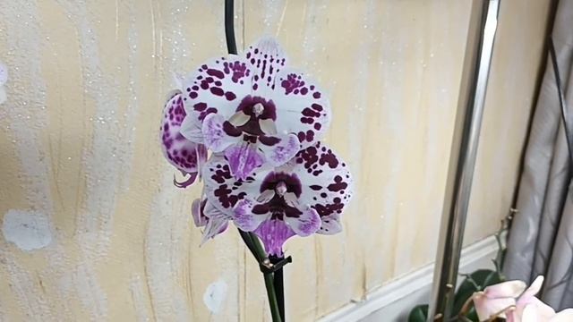 обзор моей коллекции орхидей на 6 июня смотреть онлайн
