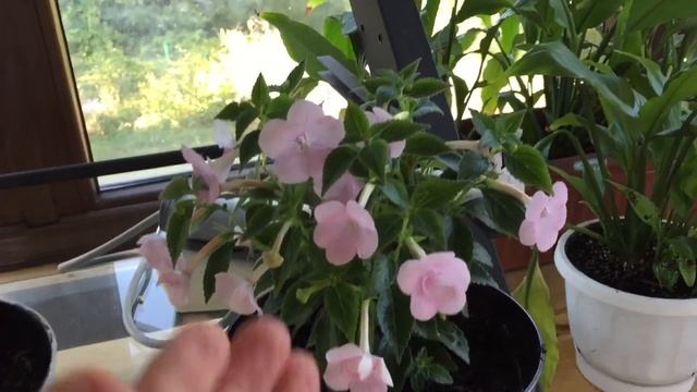 Пышное цветение комнатных цветов - ахименесов.