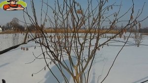 Фундук. Весенняя обрезка маточного сада от однолетки-пятилетки!!!