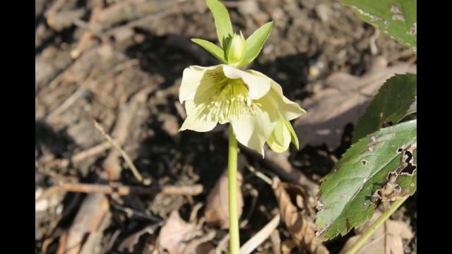 г Апшеронск , вид с горы Шахан. Муз. Сергей Чекалин Солнечное утро. смотреть онлайн