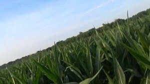 Кукуруза гибрид Фарадей фао 320 по No till после двух азотных подкормок