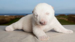 Белый медведь обучающее видео для детей