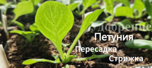 Пикировка петунии. Как пересадить петунию. Как стричь петунию. Чем удобрять петунию