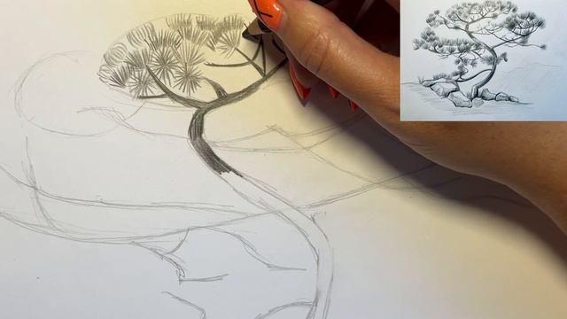Рисуем скетч крымской сосны