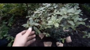 Османтус Бурквуда посадка в ог