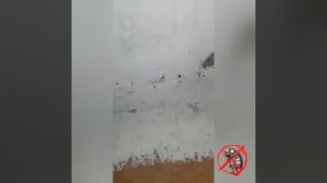 Откуда берутся клопы?