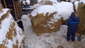 Бажениты делятся тайной доходов  КРС ЛПХ  рыночная экономика