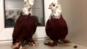 благодарненские голуби двухчубые