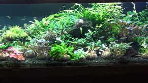 Аквариумные растения.  Закончили перезапуск!