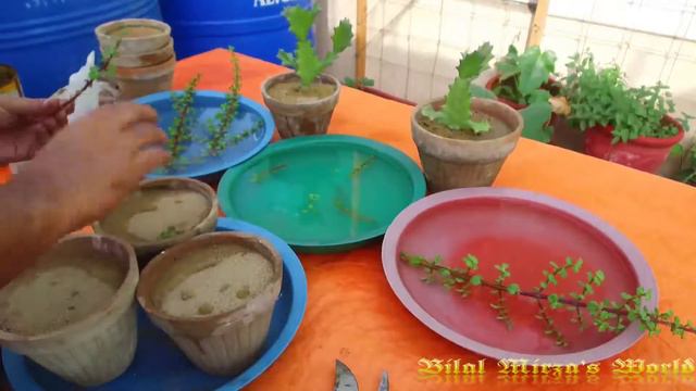 73 - How To Grow Jade Plant From Cutting May 2017 (URDU/HINDI) смотреть онлайн