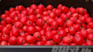 Варенье из боярышника