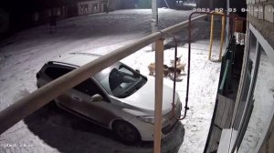 собаки разорвали кошку