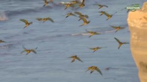 Планета попугаев - Parrot planet 720p