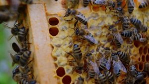 Самый дешевый мёд в мире по оптовым ценам. Топ-5 стран.