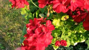 ❀My beautiful ruby red hanging Geranium flower basket in the golden hour❀