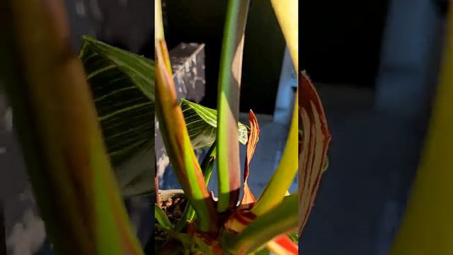 #9. Філодендрон Біркін. Філодендрон Ред Конго. смотреть онлайн