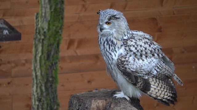 Восстановление нервной системы? Мягкая музыка успокаивает нервную систему и освежает душу смотреть онлайн