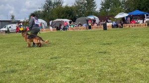 ПП 323 YUDZHI TEKILA v. Festburg / Моно немецких овчарок ПК БРОННИЦЫ 10.08.2024