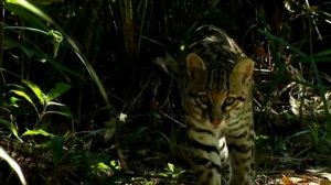 Животные тропических лесов для детей Rainforest animals sound and name
