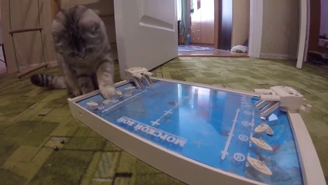 РАЗВЛЕЧЕНИЕ ДЛЯ КОШКИ ХЛОИ 😻 Милая Шотландская Вислоухая Кошка играет🐱 Игры для котов
