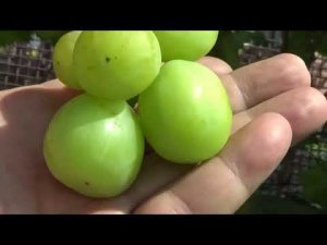 Очень ранние сорта винограда с белой ягодой. 2 часть.  БАНАНАС,  БОЯРИН, ВАСИЛЕК, ВЕРНИСАЖ, ГЕЛИОДОР