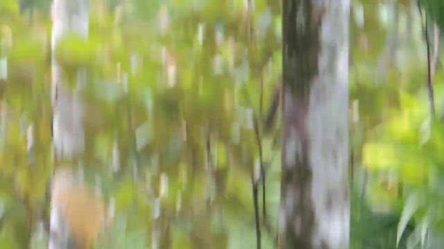 Striking Pose 09# Chasing a jumping squirrel on trees with a Nikon Coolpix P510 (42X zoom, handheld смотреть онлайн