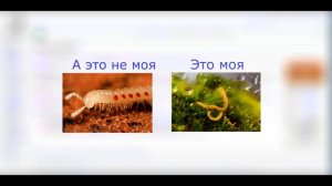 Домашние многоножки: закрытая экосистема. 3 серия. Обречённая