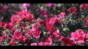Video&foto Canon M50 + canon 32mm f1.4 stm