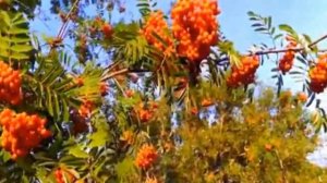 ВИА Песняры - Снег тополей