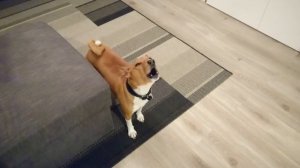 Поющий басенджи. Basenji singing