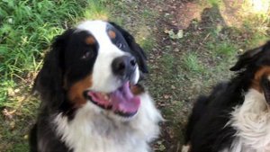 Дрессировка двух братьев. Зиненхунд.