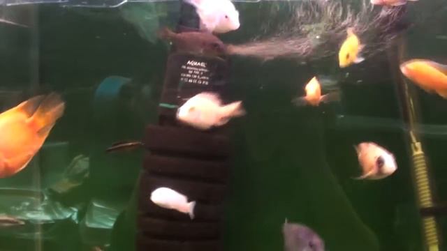 Зоомагазин Центр природы г. Воронежа. аквариумные рыбки. смотреть онлайн