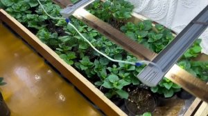 Как идёт выгонка гортензий. 2 часть