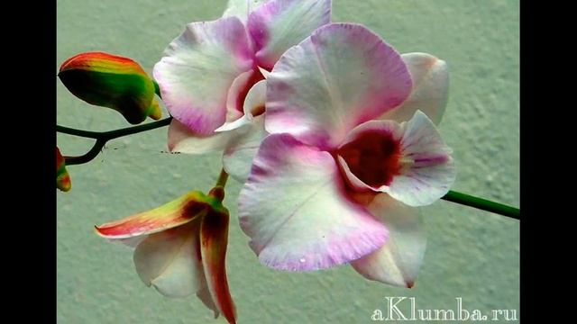 Орхидеи виды, фото и названия смотреть онлайн