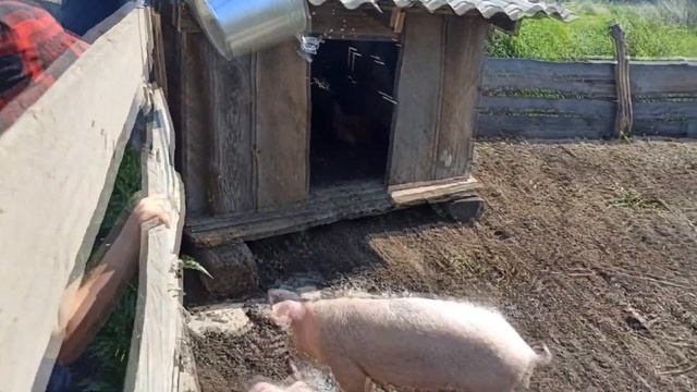 Когда на Алтае стояла жара – все спасались водой. Бассейн для детей, лужа для свиней, грядкам влагу