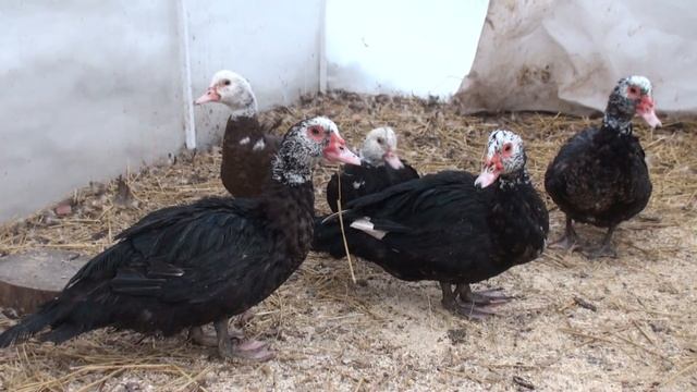 Индоутки, Содержание, Часть-12, Как отличить селезня от утки, Подтверждение смотреть онлайн